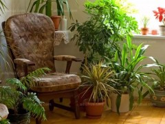 這6種綠植最適合室內養(yǎng)殖