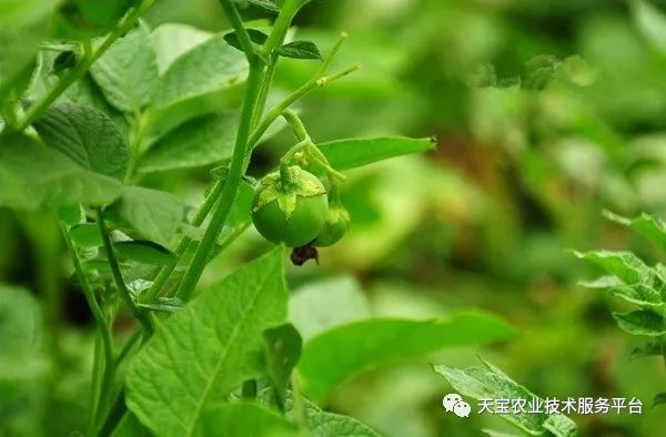 農藥堿性還是酸性_堿性農藥_農藥堿性藥物都有哪些名稱