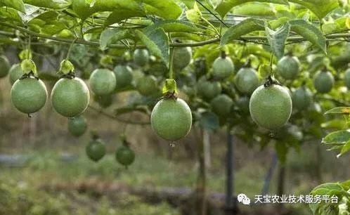 堿性農藥_農藥堿性藥物都有哪些名稱_農藥堿性還是酸性