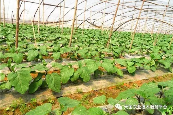 農藥堿性藥物都有哪些名稱_堿性農藥_農藥堿性還是酸性