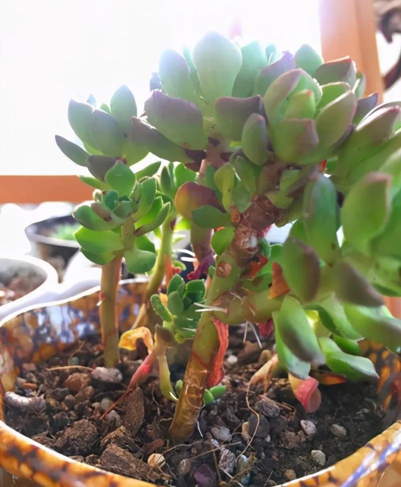 多肉長氣生根是什么原因_多肉長出氣生根_多肉植物生根