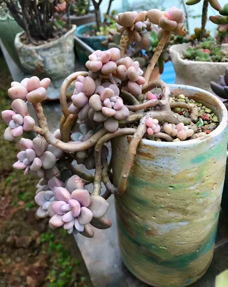 多肉植物生根_多肉長出氣生根_多肉長氣生根是什么原因