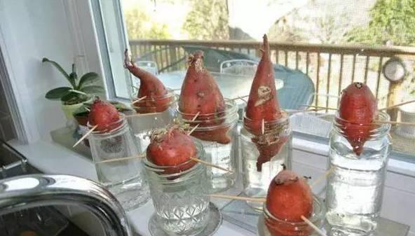 紅薯種植水培方法和技術(shù)_水培紅薯的種植方法_紅薯怎樣水培種植技術(shù)