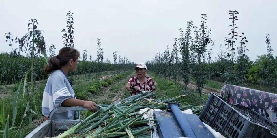 春季種蔬菜_春節種的蔬菜_春節后種植什么蔬菜