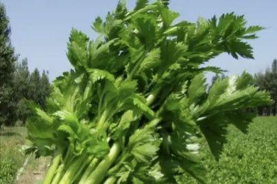 春節種的蔬菜_春季種蔬菜_春節后種植什么蔬菜