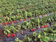 大棚草莓需要打什么藥？