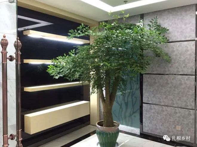 寓意室內綠植適合好養的植物_適合室內寓意又好的綠植_室內寓意好的綠植