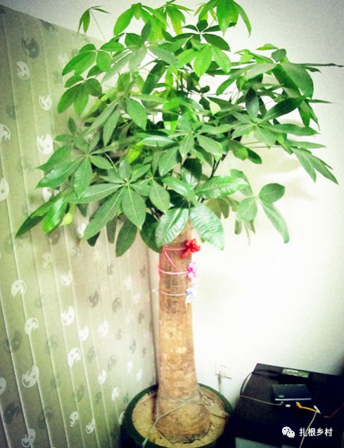 室內寓意好的綠植_適合室內寓意又好的綠植_寓意室內綠植適合好養的植物