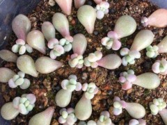 新手葉插多肉植物，了解掌握5個要點，成活率高，一盆輕松變多盆