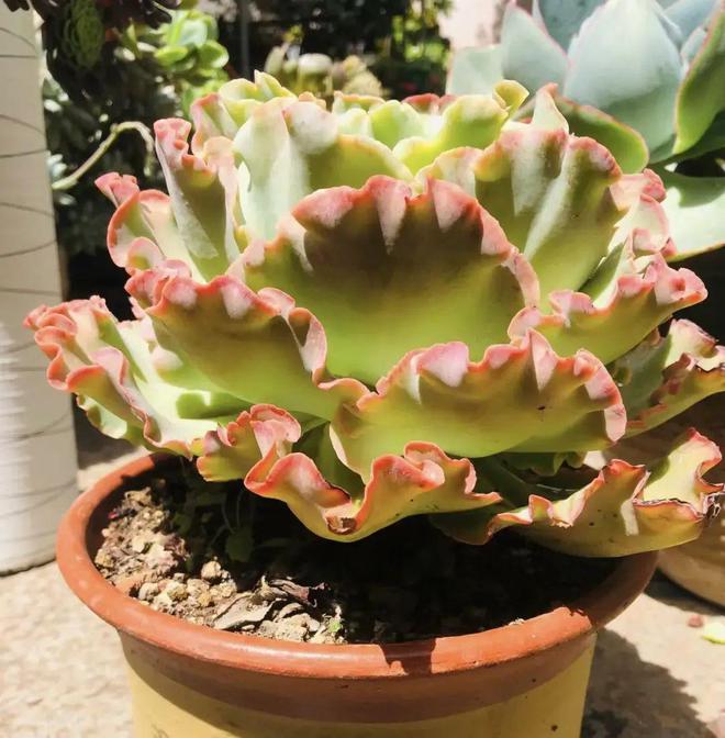 巨型多肉植物_超大巨型多肉_巨型多肉怎么養(yǎng)