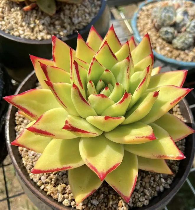 超大巨型多肉_巨型多肉植物_巨型多肉怎么養(yǎng)