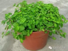 盆栽薄荷的養(yǎng)殖方法詳解