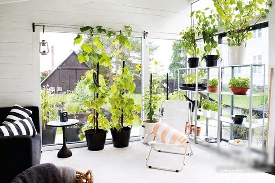 室內(nèi)養(yǎng)殖的綠植_適合室內(nèi)養(yǎng)殖的綠植有哪些_養(yǎng)殖室內(nèi)綠植有哪些