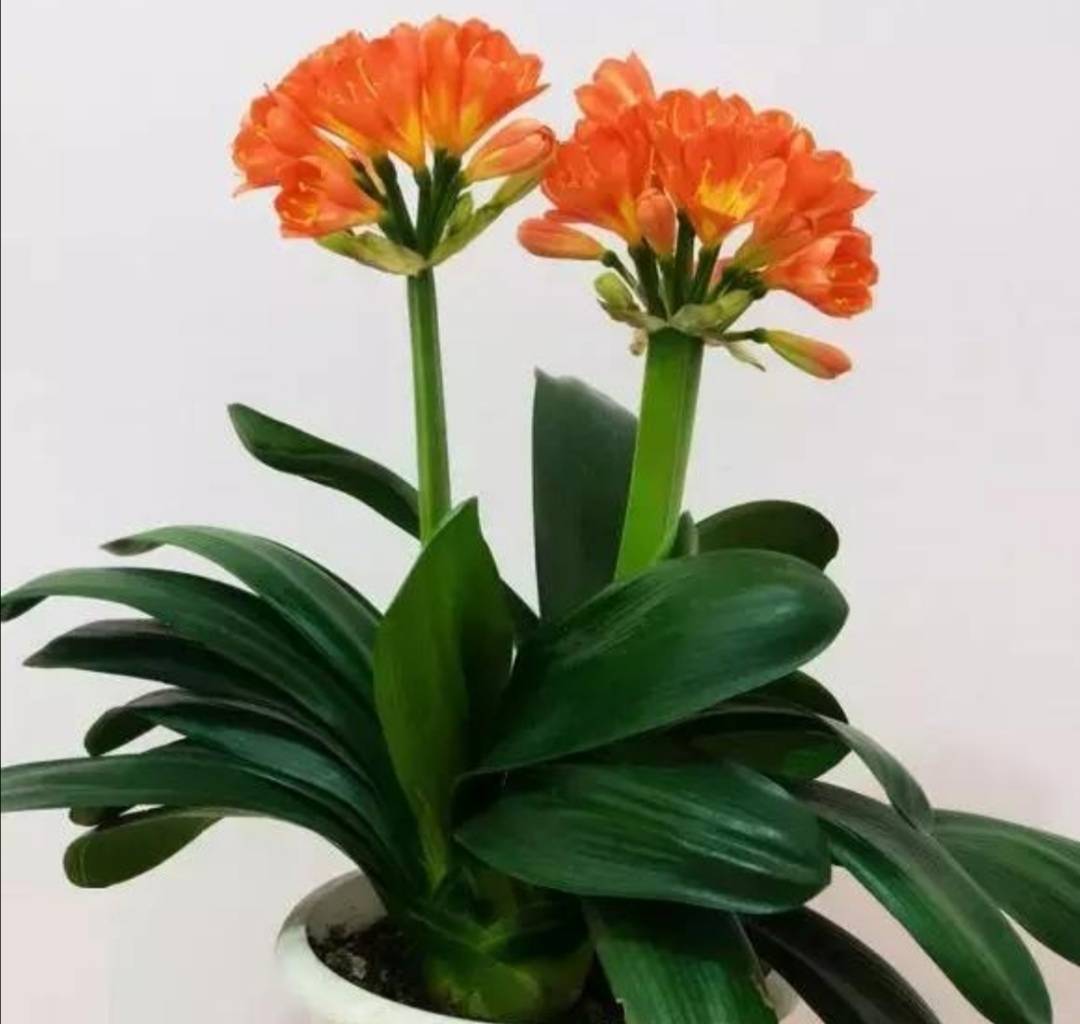 屋里凈化空氣綠植會(huì)死嗎_凈化室內(nèi)空氣綠植_屋里凈化空氣綠植